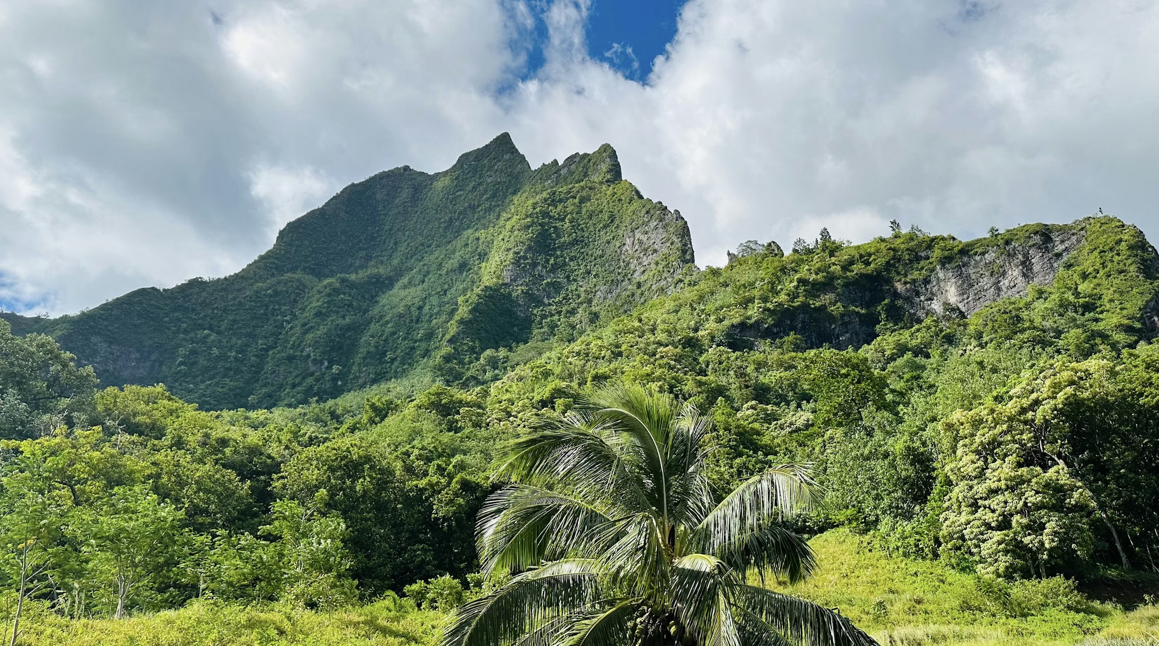 Wide lush view of the forest before the hike in