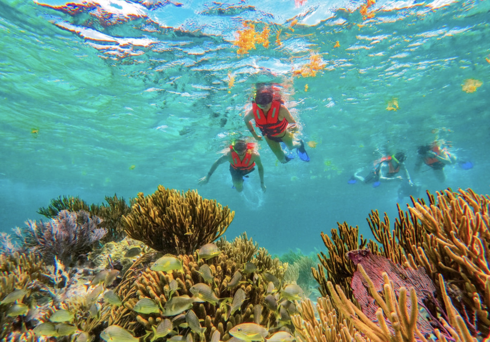 Some snorkling in Cairns reef